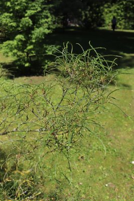 Rhamnus frangula 'Asplenifolia' - řešetlák krušina olšová - listy